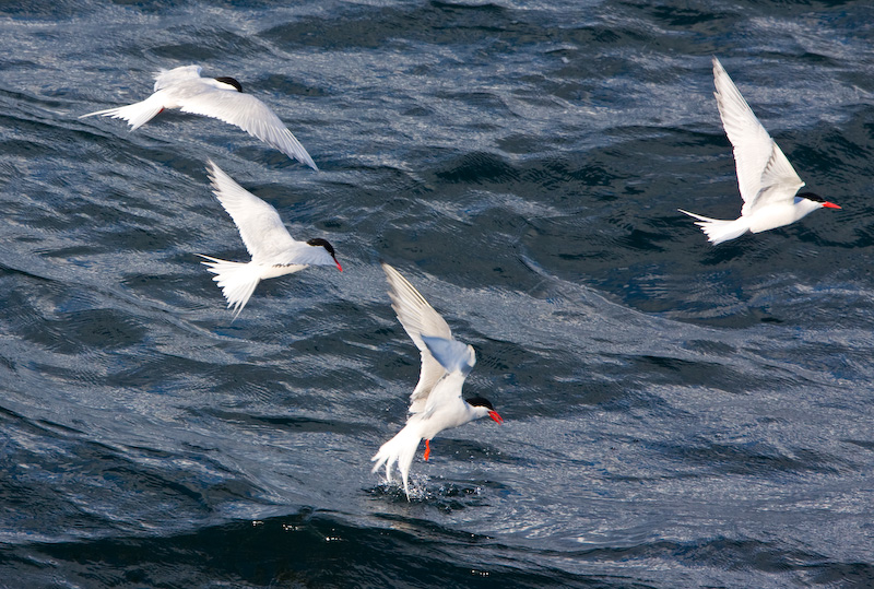 South American Terns In Flight